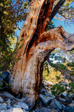 Old bristlecone pine tree with textured bark in great basin forest