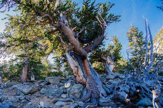 Twisted pine tree on rocky mountain slope in great basin USA