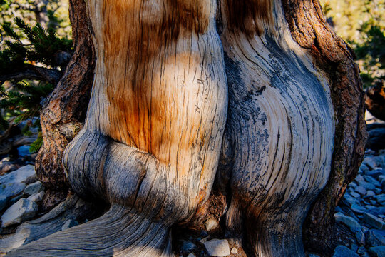 Gnarled tree trunk with textured bark and roots