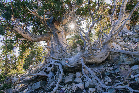 Ancient bristlecone pine tree with exposed roots on rocky mountain
