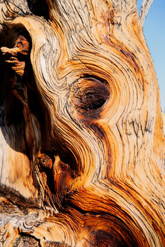 Close-up textured weathered tree bark with natural wood grain pattern