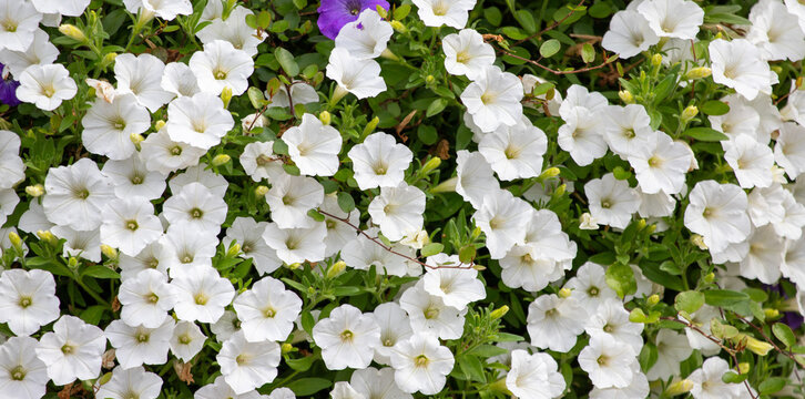 White petunia flowers field full frame background