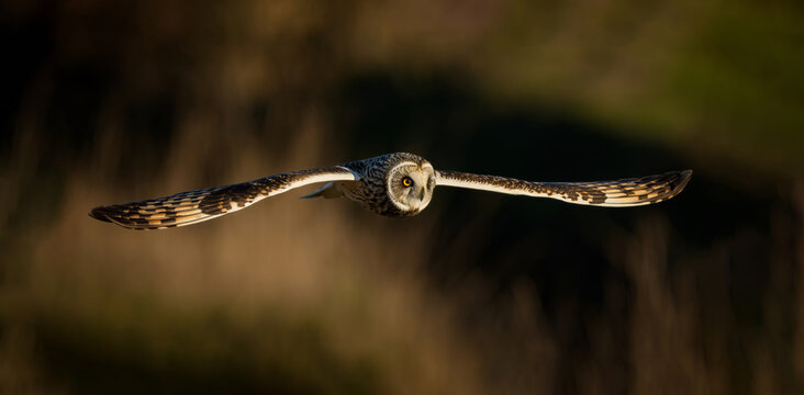 Short-eared owl flying low in natural USA habitat