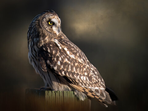 Short-eared owl perched on wood post in natural light