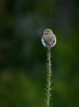 Northern pygmy owl perched on slender conifer branch in forest