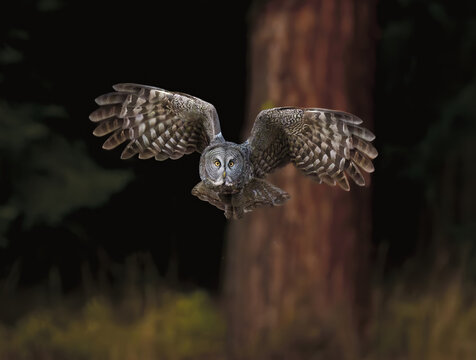 Great gray owl flying in forest with wings spread wide
