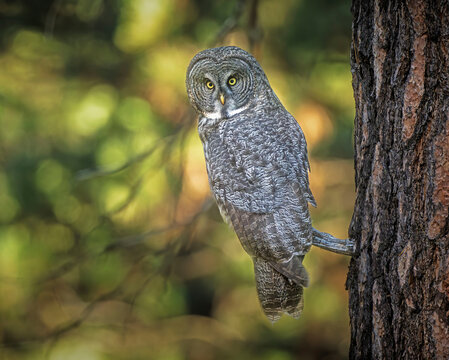 Great gray owl perched on tree in forest