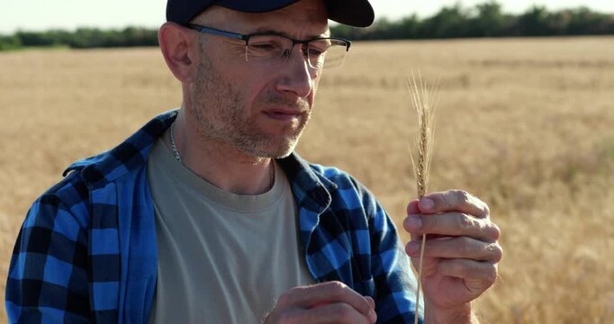 Farmer examines wheat grain in golden field during harvest. Close-up shows agriculture, rural work, and food production. Sunny countryside scene highlights crop inspection and sustainable farming.
