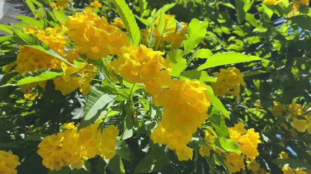 Sunlit yellow elder flowers swaying in the breeze among green leaves