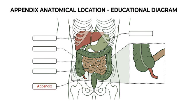 Human Digestive System Anatomy Diagram