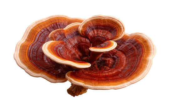 Fresh red reishi mushroom isolated on a white background with lingzhi mushroom medicinal mushroom ganoderma lucidu