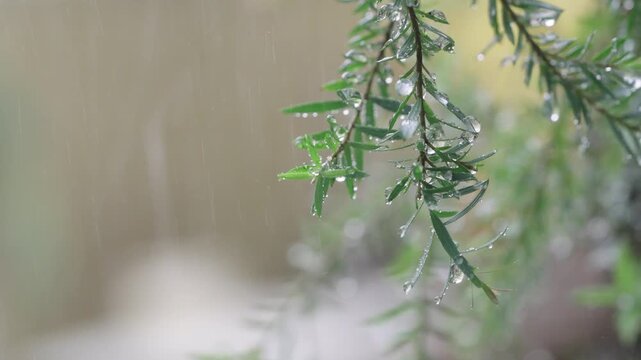 Close up of green leaves on a branch during a rain shower. Raindrops cling to the foliage against a soft bokeh background. Natural scene depicting wet weather, freshness and serene outdoor nature.