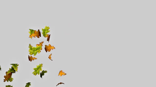 Autumn leaves falling on white background slow motion overlay video