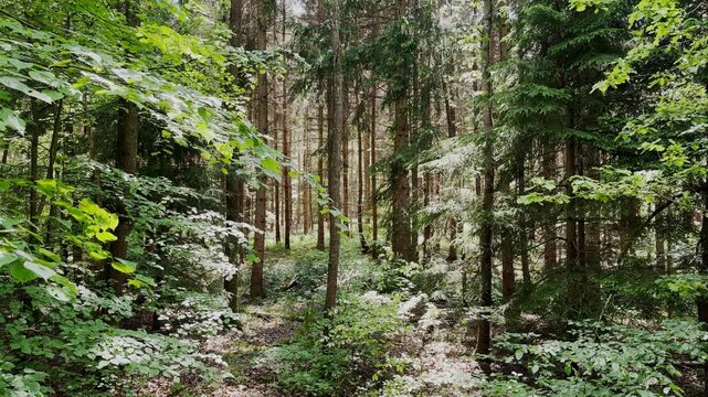 lost in forest, dark dense, green, forest, woodland, biodiversity, branches, bushland, camping, campsite, canopy, lost in nature, lost in life, confused, confusing ways, nature, rescue, hunt,