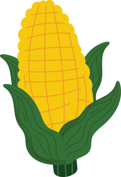 vector illustration of corn cob with yellow corn and green leave.