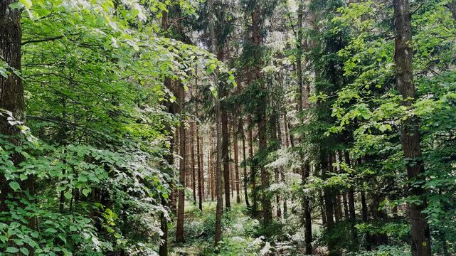 lost in forest, dark dense, green, forest, woodland, biodiversity, branches, bushland, camping, campsite, canopy, lost in nature, lost in life, confused, confusing ways, nature, rescue, hunt,