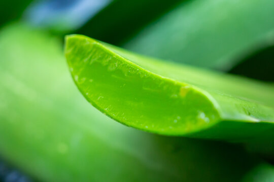 fresh green aloe vera leaves natural organic ingredient for skincare and herbal medicine