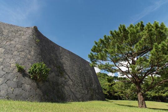 快晴の空と沖縄の首里城の城跡と琉球松