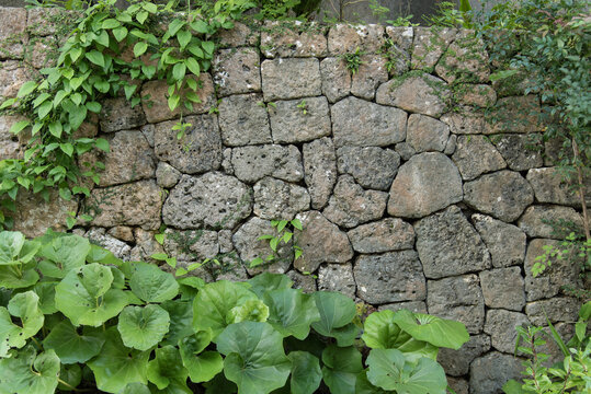 古い石垣に張り付くツタと地面に生えるツワブキの葉
