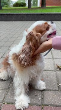 A happy Cavalier King Charles Spaniel being petted by its owner on the street.
