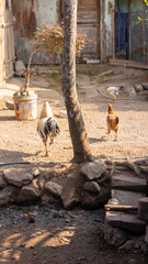 free range chicken © ETNVS-LENS