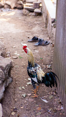 free range chickens © ETNVS-LENS