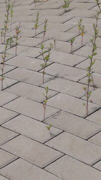 Young Green Plants Growing Through Concrete Paving Stones, 4K. Metaphor for resilience, survival, hope, and overcoming obstacles. Ideal for concepts related to environmental persistence, urban ecology