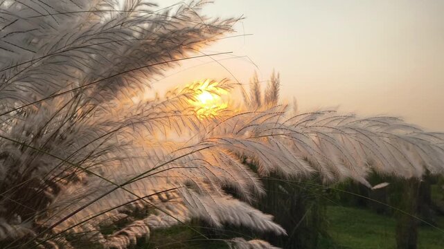 Silhouette of Saccharum Spontaneum or Kash Phool with Sky and Clouds, Also Known as Kans Grass, Wild Sugarcane