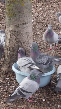 Pigeons Fighting for Water in Plastic Basin in City Park, 4K. A group of feral pigeons (latin name Columba livia) aggressively competes and fights for access to a plastic bowl filled with water. 