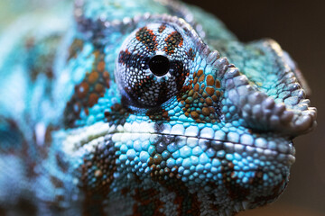 Close-up of chameleon's skin and eyes as background. Texture of chameleon skin surface. Fragment of reptilian skin. Multi-colored texture of reptile skin pattern for wallpaper © Alla