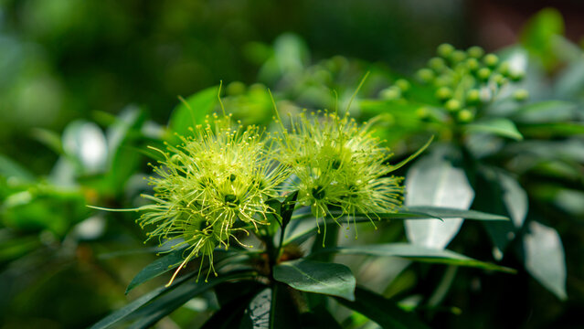 Golden penda (Xanthostemon chrysanthus, Metrosideros chrysantha, Nania chrysantha, Golden myrtle, Yellow penda, Black penda, Jambu kuning, Jin pu tao) flower. The profuse flowering attracts many necta