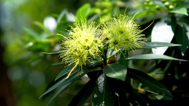 Golden penda (Xanthostemon chrysanthus, Metrosideros chrysantha, Nania chrysantha, Golden myrtle, Yellow penda, Black penda, Jambu kuning, Jin pu tao) flower. The profuse flowering attracts many necta