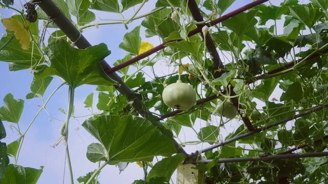 Developing round bottle gourd growing on an overhead trellis under bright sunlight and blue sky, showcasing natural vegetable cultivation, gardening and sustainable food production.