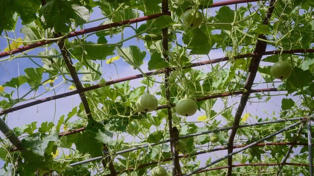 Round bottle gourds growing on an elevated trellis with yellow blossoms under a blue sky, showcasing vegetable cultivation, gardening, natural growth and sustainable food production.