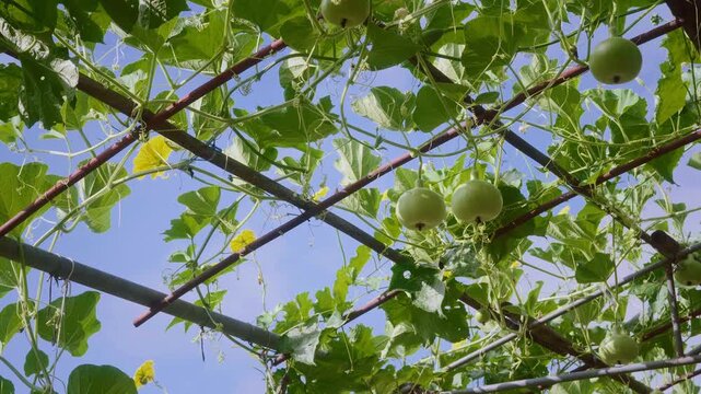 Round bottle gourds growing on an elevated garden trellis under a blue sky, with gently moving vines and leaves as the camera pans sideways in natural daylight.