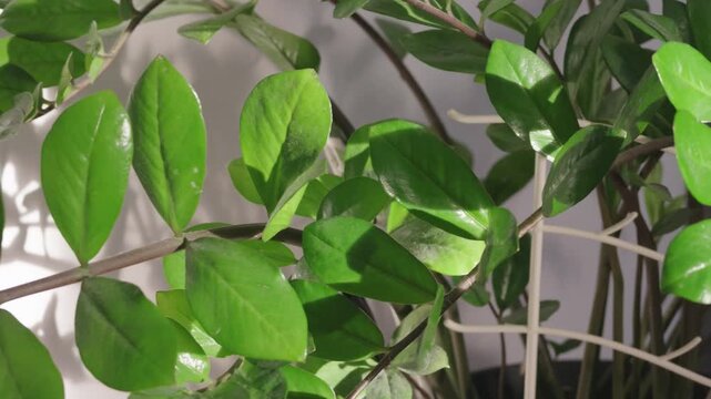 Close-up video of a lush green houseplant zamioculcas with glossy oval leaves and slender stems, illuminated by natural light indoors
