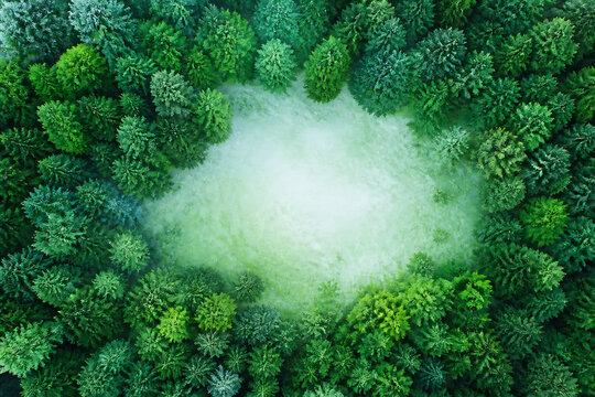 A patch of white fog is visible within a dense, lush green forest canopy.