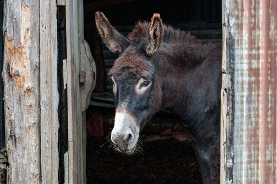 Close up portrait of a funny domestic donkey standing at the entrance of a rustic stable