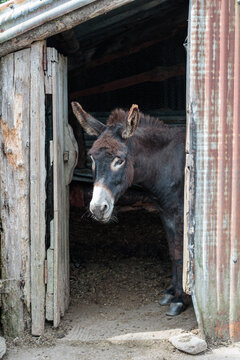 Brown donkey looking out from an old wooden barn door in rural countryside farm setting