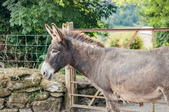 Brown donkey standing near a stone wall and rustic shed in a rural farm paddock on a sunny summer day