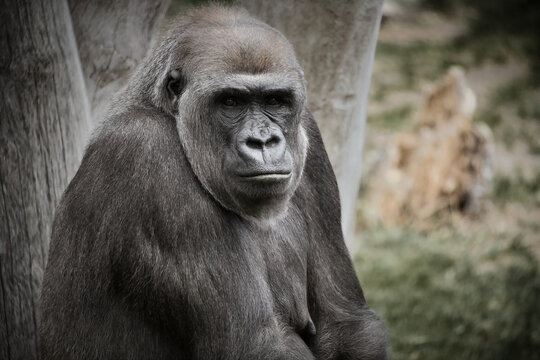 Resting Gorilla Portrait Against Natural Background.