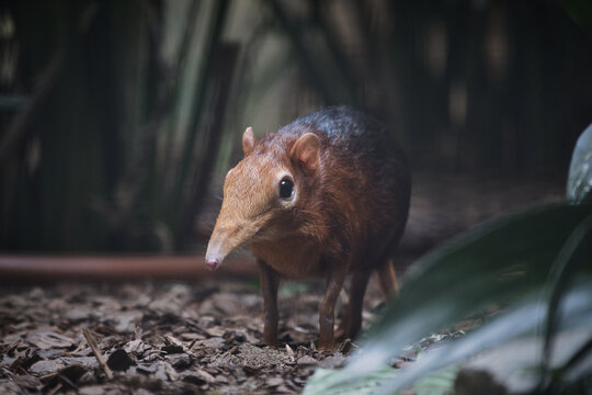 Black and Rufous Elephant Shrew Foraging on Forest Floor.