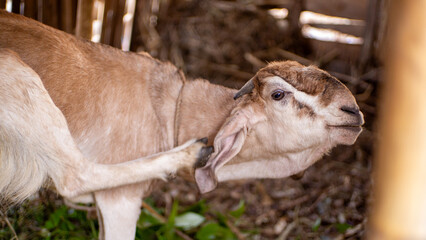 Obraz premium goat in the farm