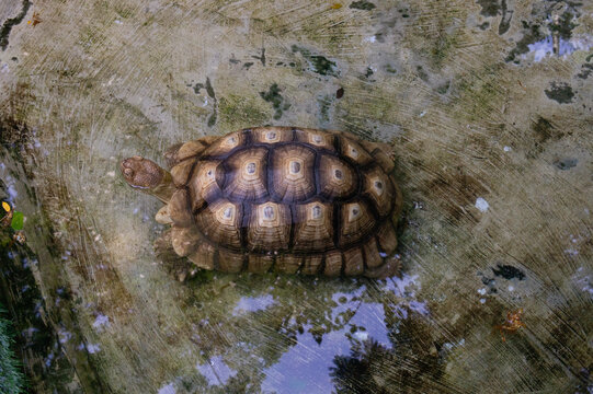 Top Angle View of African Sulcata Tortoise Walking on Wet Concrete Surface