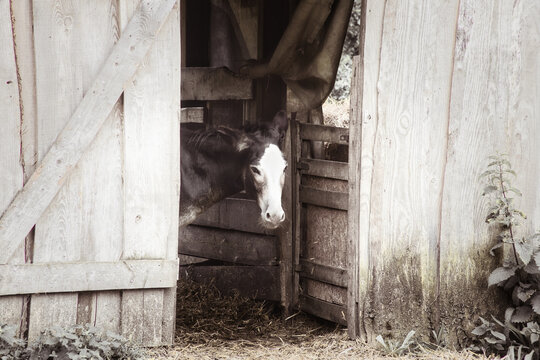 Curious Donkey Looking Out of an Old Wooden Barn Door.