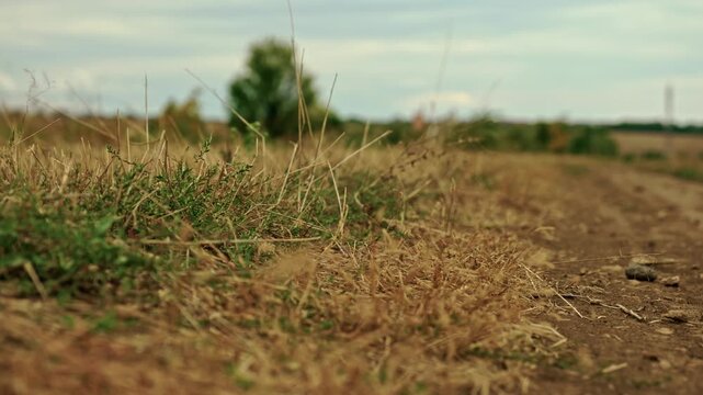 A low-angle shot of a dry field road and grass next to a plowed field under an overcast sky.