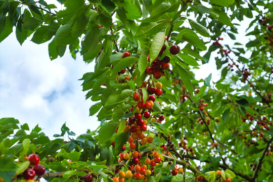 Numerous Ripening Cherries on Branch Under Blue Summer Sky.