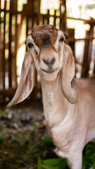 Obraz premium goat in a farm