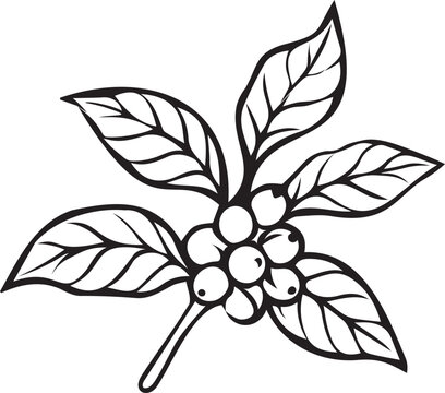 Botanical coffee plant branch with leaves and ripe coffee cherries in black and white vector line art. Outline illustration for organic coffee logos, KDP coloring, and packaging art.