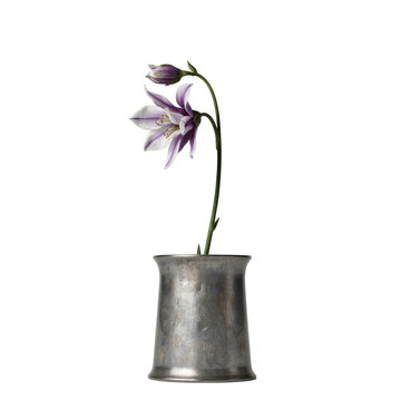 Pewter vessel columbine. A single columbine flower (Aquilegia vulgaris) with spurred purple and white petals nods from a small antique